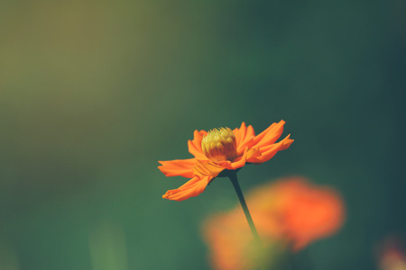 Orange cosmos flower in summerの写真素材