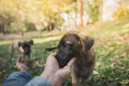 Hands touch the dog 's head. To show the love between man and dog.の写真素材