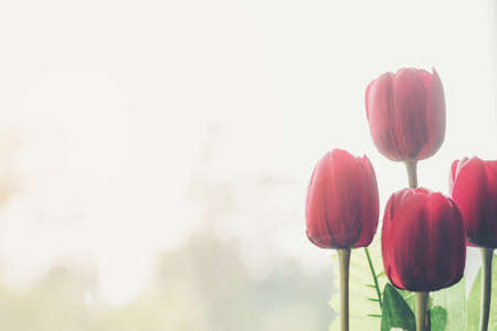 Red Tulip  with natural backgroundの写真素材