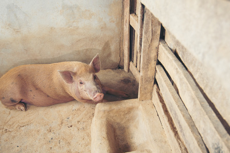 Pig in the local farm