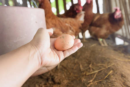 Hand holding egg in the chicken local farmの写真素材