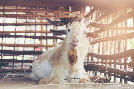 Smiling goat sitting in the stable in the summer
の写真素材