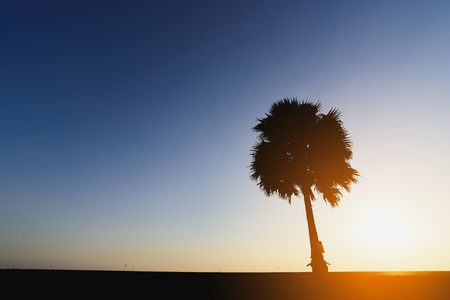 silhouettes of Palm  at  sunset sky.の写真素材