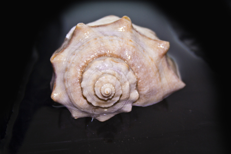 shell isolated on white background