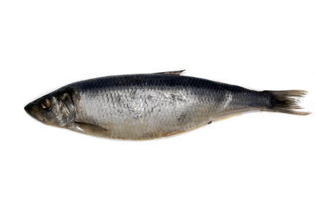 fish isolated on white backgroundの写真素材