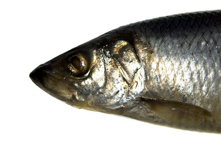 fish isolated on white backgroundの写真素材