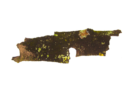 tree bark isolated on white backgroundの写真素材
