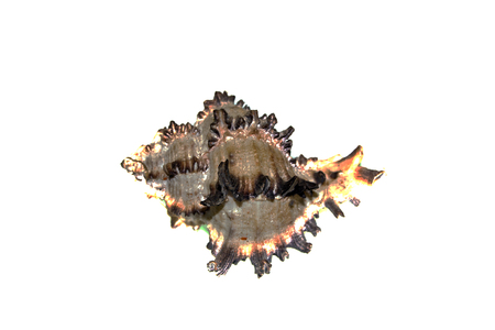 shell isolated on white background