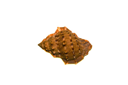 shell isolated on white background