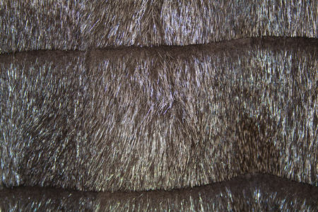 fragment of a fur coat from nutriaの写真素材