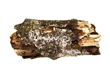 tree bark isolated on white backgroundの写真素材