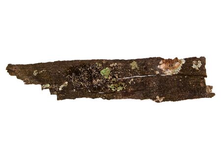 tree bark isolated on white backgroundの写真素材