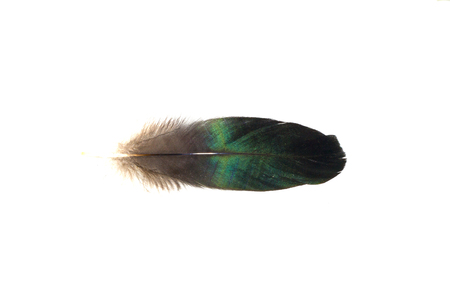 bird feather isolated on white backgroundの写真素材