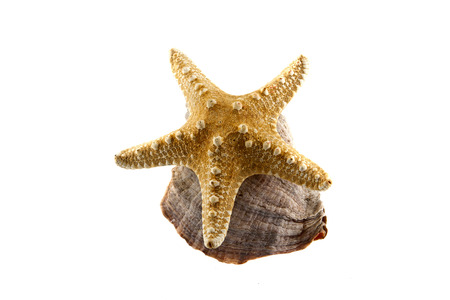 shell isolated on white backgroundの写真素材