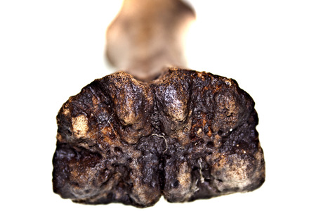 Bone isolated on white backgroundの写真素材