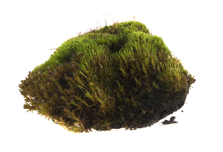 moss isolated on white backgroundの写真素材