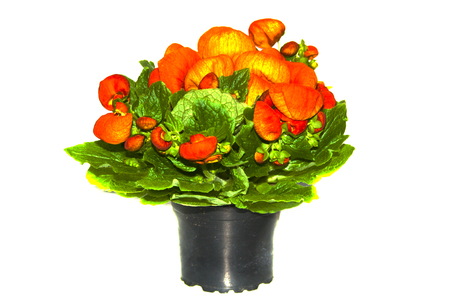 flowers isolated on white backgroundの写真素材