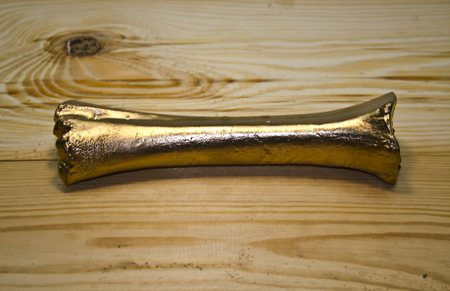 bone isolated on a wooden backgroundの写真素材