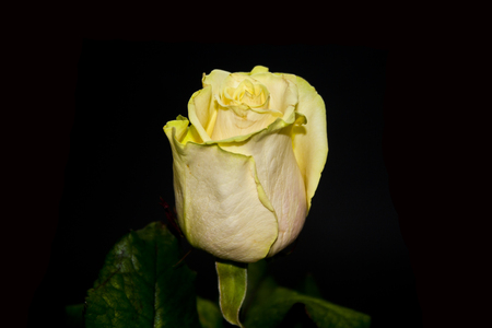flowers isolated on white backgroundの写真素材