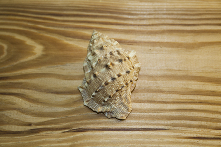 shell isolated on a wooden backgroundの写真素材