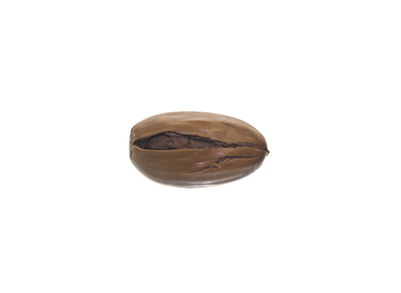 acorn isolated on white backgroundの写真素材