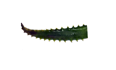 aloe leaf isolated on white backgroundの写真素材