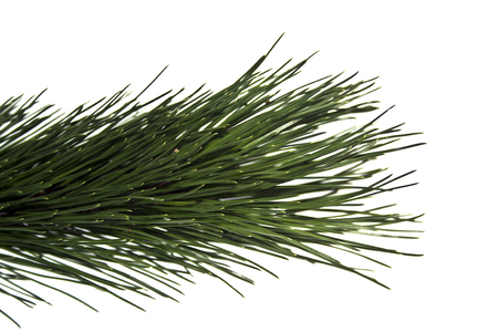 branch of Christmas tree isolated on white backgroundの写真素材