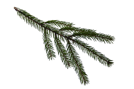 branch of Christmas tree isolated on white backgroundの写真素材