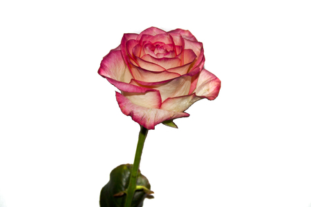 rose isolated on white backgroundの写真素材