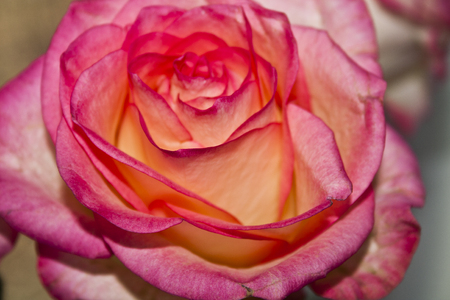 rose isolated on white backgroundの写真素材