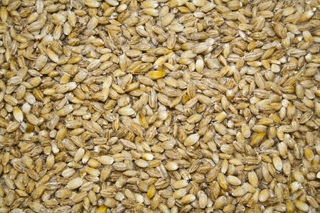 background of wheatの写真素材