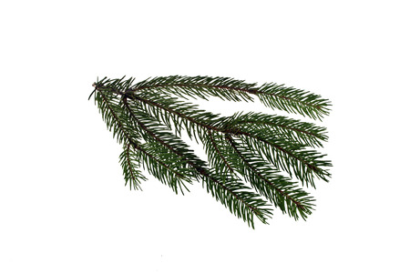 branch of Christmas tree isolated on white backgroundの写真素材