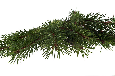 branch of Christmas tree isolated on white backgroundの写真素材