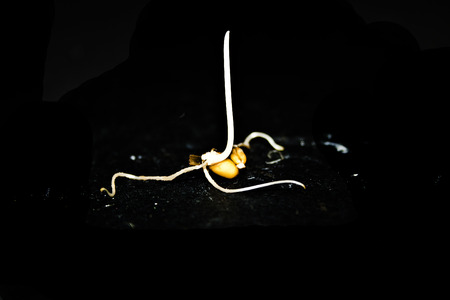 wheat germ isolated on black backgroundの写真素材