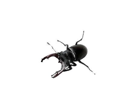 May bug isolated on white backgroundの写真素材
