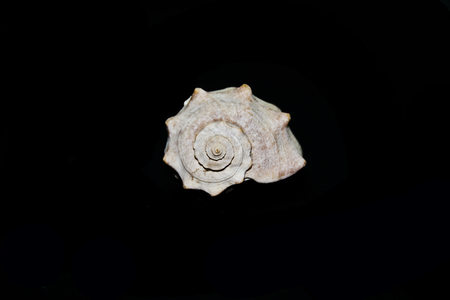 shell isolated on white backgroundの写真素材