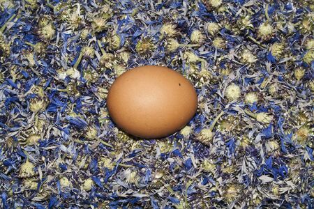 egg isolated on white background