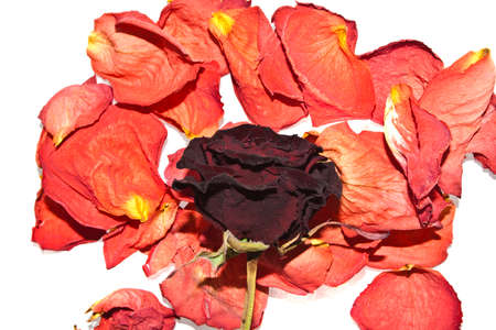 rose isolated on white backgroundの写真素材