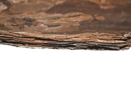tree bark isolated on white background