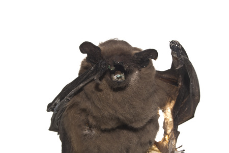 bat isolated on white background
