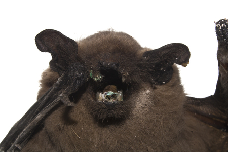 bat isolated on white background