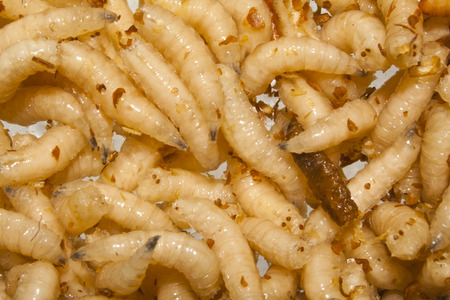 worm isolated on white backgroundの写真素材