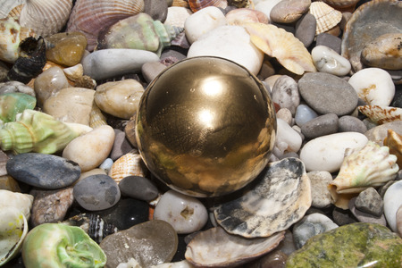 shell isolated on white backgroundの写真素材