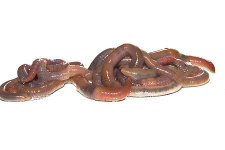 worm isolated on white background