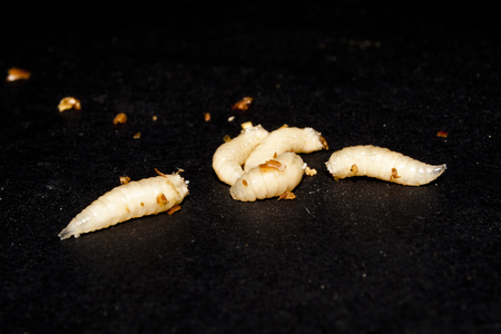 worm isolated on black backgroundの写真素材