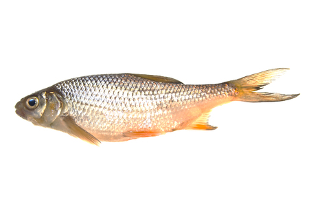 fish isolated on white backgroundの写真素材