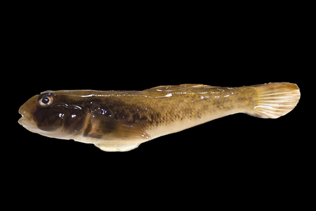 fish isolated on a black backgroundの写真素材