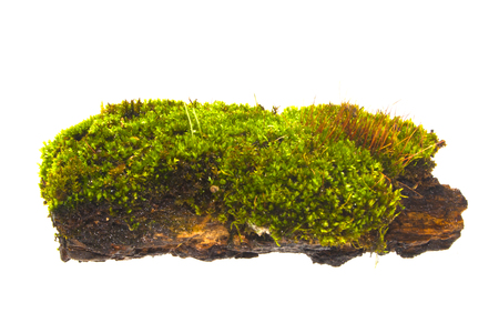 moss isolated on white backgroundの写真素材