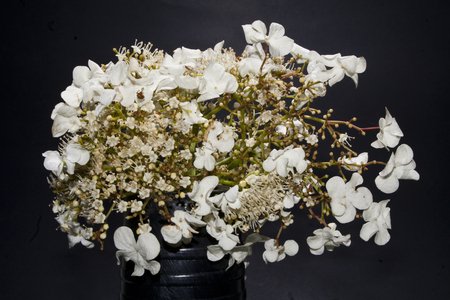 spring flower isolated on black background