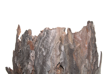tree bark isolated on white backgroundの写真素材